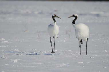 Karla kaplı bir çayırda bir çift kırmızı taçlı turna Grus japonensis. Akan Uluslararası Turna Merkezi. Kushiro. Hokkaido. Japonya.