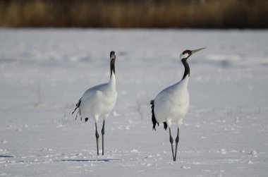Karla kaplı bir çayırda bir çift kırmızı taçlı turna Grus japonensis. Akan Uluslararası Turna Merkezi. Kushiro. Hokkaido. Japonya.