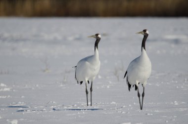 Karla kaplı bir çayırda bir çift kırmızı taçlı turna Grus japonensis. Akan Uluslararası Turna Merkezi. Kushiro. Hokkaido. Japonya.