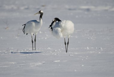 Karla kaplı bir çayırda bir çift kırmızı taçlı turna Grus japonensis. Akan Uluslararası Turna Merkezi. Kushiro. Hokkaido. Japonya.