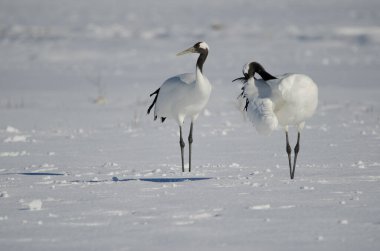 Karla kaplı bir çayırda bir çift kırmızı taçlı turna Grus japonensis. Akan Uluslararası Turna Merkezi. Kushiro. Hokkaido. Japonya.