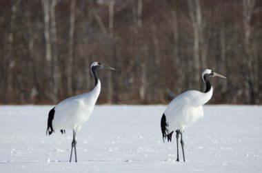 Karla kaplı bir çayırda bir çift kırmızı taçlı turna Grus japonensis. Akan Uluslararası Turna Merkezi. Kushiro. Hokkaido. Japonya.