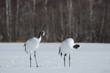 Bir çift kırmızı taçlı turna Grus japonensis karla kaplı bir çayırda parıldıyor. Akan Uluslararası Turna Merkezi. Kushiro. Hokkaido. Japonya.