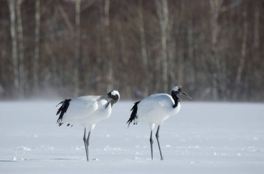 Karla kaplı bir çayırda bir çift kırmızı taçlı turna Grus japonensis. Akan Uluslararası Turna Merkezi. Kushiro. Hokkaido. Japonya.