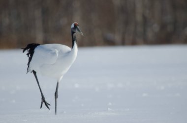 Kırmızı taçlı vinç Grus japonensis karla kaplı bir çayırda yürüyor. Akan Uluslararası Turna Merkezi. Kushiro. Hokkaido. Japonya.