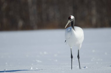 Kırmızı taçlı turna Grus japonensis karla kaplı bir çayırda. Akan Uluslararası Turna Merkezi. Kushiro. Hokkaido. Japonya.