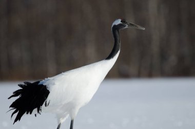 Kırmızı taçlı vinç Grus japonensis. Akan Uluslararası Turna Merkezi. Kushiro. Hokkaido. Japonya.