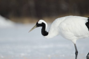 Kırmızı taçlı vinç Grus japonensis yürüyor. Akan Uluslararası Turna Merkezi. Kushiro. Hokkaido. Japonya.