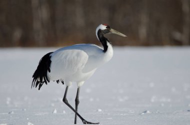 Kırmızı taçlı vinç Grus japonensis. Akan Uluslararası Turna Merkezi. Kushiro. Hokkaido. Japonya.