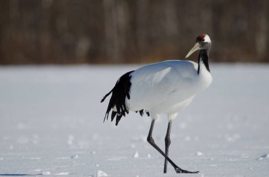 Kırmızı taçlı vinç Grus japonensis. Akan Uluslararası Turna Merkezi. Kushiro. Hokkaido. Japonya.