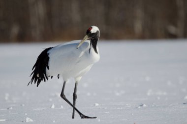 Kırmızı taçlı vinç Grus japonensis. Akan Uluslararası Turna Merkezi. Kushiro. Hokkaido. Japonya.