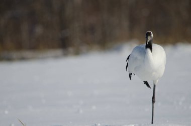Kırmızı taçlı vinç Grus japonensis dinleniyor. Akan Uluslararası Turna Merkezi. Kushiro. Hokkaido. Japonya.
