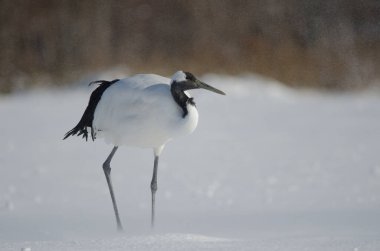 Kar fırtınası sırasında kırmızı taçlı Grus japonensis. Akan Uluslararası Turna Merkezi. Kushiro. Hokkaido. Japonya.