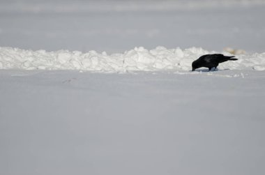 Doğu leş kargası Corvus corone orientalis karla kaplı bir çayırda yiyecek arıyor. Kushiro. Hokkaido. Japonya.