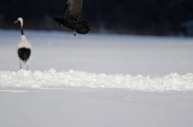 Doğu leş kargası Corvus korone orientalis uçuyor ve arka planda kırmızı taçlı vinç solda. Kushiro. Hokkaido. Japonya.