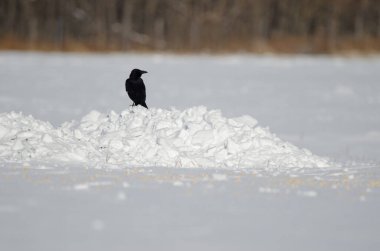 Karla kaplı bir çayırda doğu leş kargası Corvus corone orientalis. Kushiro. Hokkaido. Japonya.