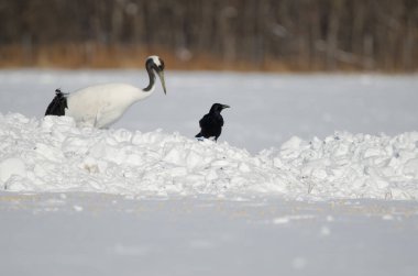 Doğu leş kargası Corvus corone orientalis ve kırmızı taçlı vinç Grus japonensis solda, karla kaplı bir çayırda. Kushiro. Hokkaido. Japonya.