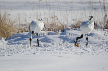 Yiyecek arayan bir çift kırmızı taçlı turna Grus japonensis. Akan Uluslararası Turna Merkezi. Kushiro. Hokkaido. Japonya.