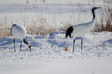 Bir çift kırmızı taçlı vinç Grus japonensis. Akan Uluslararası Turna Merkezi. Kushiro. Hokkaido. Japonya.