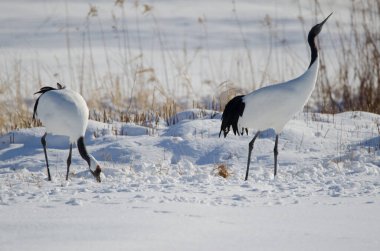 Bir çift kırmızı taçlı vinç Grus japonensis. Akan Uluslararası Turna Merkezi. Kushiro. Hokkaido. Japonya.