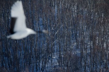 Karla kaplı yaprak döken orman ve kırmızı taçlı vinç Grus japonensis ön planda uçuyor. Akan Uluslararası Turna Merkezi. Kushiro. Hokkaido. Japonya.