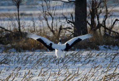 Kırmızı taçlı vinç Grus japonensis karla kaplı bir çayırda çırpınıyor. Kushiro. Hokkaido. Japonya.