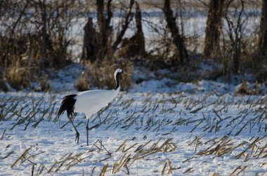 Kırmızı taçlı turna Grus japonensis karla kaplı bir çayırda. Kushiro. Hokkaido. Japonya.