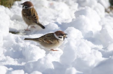 Avrasya ağaç serçesi Passer Montanus Saturatus donmuş zeminde yemek yiyor. Kushiro Japon Turna Koruma Alanı. Kushiro. Hokkaido. Japonya.