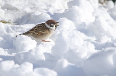 Avrasya ağaç serçesi Passer Montanus Saturatus donmuş zeminde yemek yiyor. Kushiro Japon Turna Koruma Alanı. Kushiro. Hokkaido. Japonya.
