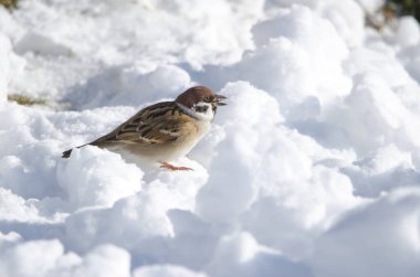 Avrasya ağaç serçesi Passer Montanus Saturatus donmuş zeminde yemek yiyor. Kushiro Japon Turna Koruma Alanı. Kushiro. Hokkaido. Japonya.
