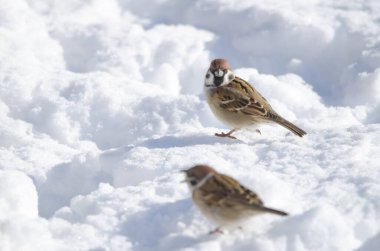 Avrasya ağaç serçeleri donmuş zeminde Passer montanus saturatus. Kushiro Japon Turna Koruma Alanı. Kushiro. Hokkaido. Japonya.
