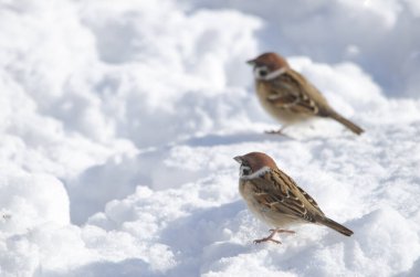 Avrasya ağaç serçeleri donmuş zeminde Passer montanus saturatus. Kushiro Japon Turna Koruma Alanı. Kushiro. Hokkaido. Japonya.