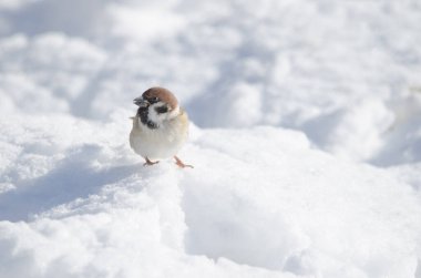 Avrasya ağaç serçesi Passer Montanus Saturatus donmuş zeminde yemek yiyor. Kushiro Japon Turna Koruma Alanı. Kushiro. Hokkaido. Japonya.