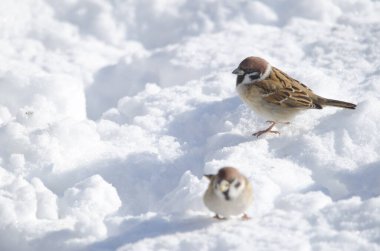 Avrasya ağaç serçeleri donmuş zeminde Passer montanus saturatus. Kushiro Japon Turna Koruma Alanı. Kushiro. Hokkaido. Japonya.