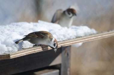 Avrasya ağaç serçesi Passer Montanus Saturatus aşağı bakıyor ve arka planda bir tane daha var. Kushiro Japon Turna Koruma Alanı. Hokkaido. Japonya.