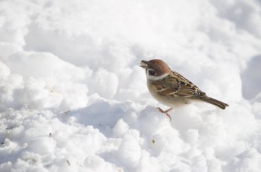 Avrasya ağaç serçesi Passer Montanus Saturatus donmuş zeminde yemek yiyor. Kushiro Japon Turna Koruma Alanı. Kushiro. Hokkaido. Japonya.