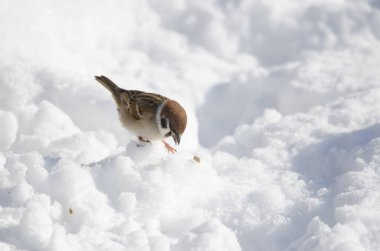 Avrasya ağaç serçesi Passer Montanus Saturatus donmuş zeminde yemek yiyor. Kushiro Japon Turna Koruma Alanı. Kushiro. Hokkaido. Japonya.