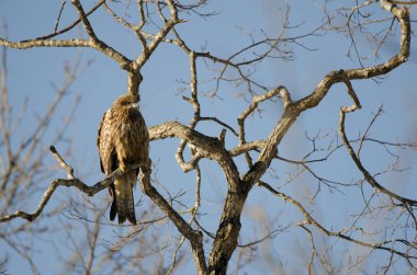 Siyah kulaklı uçurtma Milvus migrans lineatus. Kushiro Japon Turna Koruma Alanı. Hokkaido. Japonya.