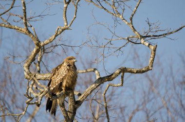 Siyah kulaklı uçurtma Milvus migrans lineatus. Kushiro Japon Turna Koruma Alanı. Hokkaido. Japonya.
