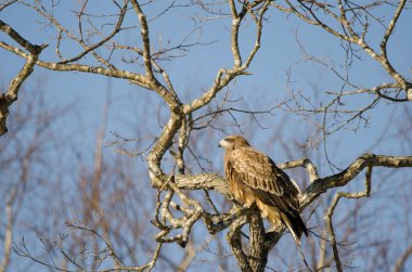 Siyah kulaklı uçurtma Milvus migrans lineatus. Kushiro Japon Turna Koruma Alanı. Hokkaido. Japonya.