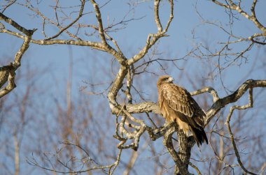 Siyah kulaklı uçurtma Milvus migrans lineatus. Kushiro Japon Turna Koruma Alanı. Hokkaido. Japonya.
