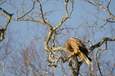 Siyah kulaklı uçurtma Milvus migrans lineatus preening. Kushiro Japon Turna Koruma Alanı. Hokkaido. Japonya.