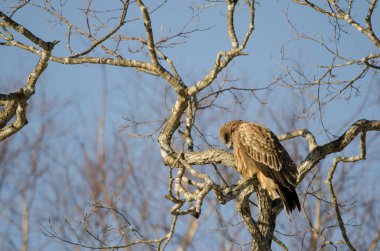 Siyah kulaklı uçurtma Milvus migrans lineatus. Kushiro Japon Turna Koruma Alanı. Hokkaido. Japonya.