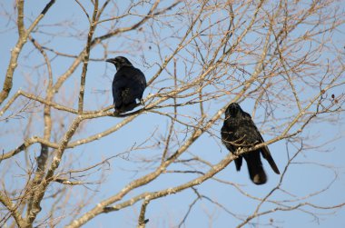 Leş kargaları Corvus koronu. Kushiro Japon Turna Koruma Alanı. Hokkaido. Japonya.