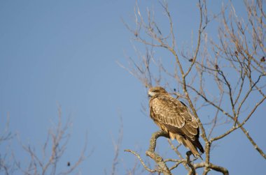 Siyah kulaklı uçurtma Milvus migrans lineatus. Kushiro Japon Turna Koruma Alanı. Hokkaido. Japonya.