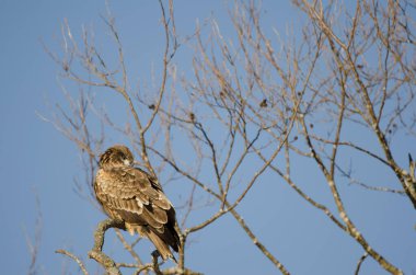Siyah kulaklı uçurtma Milvus migrans lineatus preening. Kushiro Japon Turna Koruma Alanı. Hokkaido. Japonya.