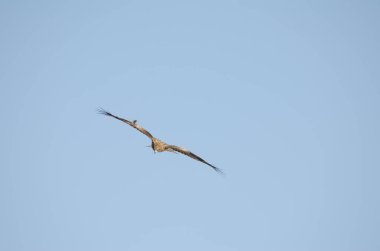 Siyah kulaklı Milvus Migrans Lineatus uçuyor. Kushiro Japon Turna Koruma Alanı. Hokkaido. Japonya.