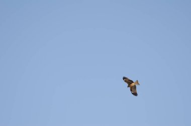 Siyah kulaklı Milvus Migrans Lineatus uçuyor. Kushiro Japon Turna Koruma Alanı. Hokkaido. Japonya.