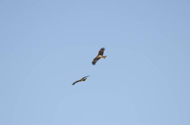 Bir çift siyah kulaklı uçurtma Milvus migrans kuyruğu uçuyor. Kushiro Japon Turna Koruma Alanı. Hokkaido. Japonya.
