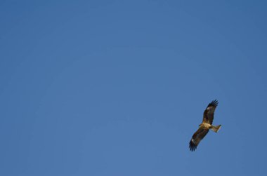 Siyah kulaklı Milvus Migrans Lineatus uçuyor. Kushiro Japon Turna Koruma Alanı. Hokkaido. Japonya.